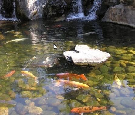 ¿Cuántos estanques ves?