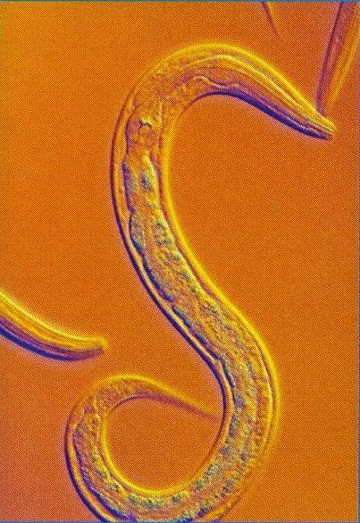 La mente más pequeña