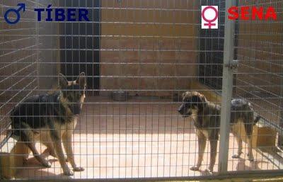 TÍBER Y SENA, próximo sacrificio, si nadie lo evita.PERRERA DE MÁLAGA.