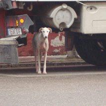 URGE! galguita en condiciones extremas.