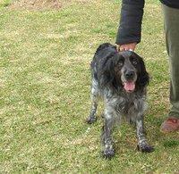 Nessa muere esta semana (MADRID)