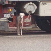 Galguita urgente en Mérida