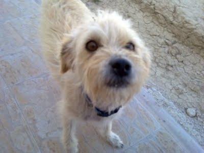 URGENTE: Puka esta en la calle y busca hogar. (Murcia)