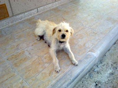 URGENTE: Puka esta en la calle y busca hogar. (Murcia)