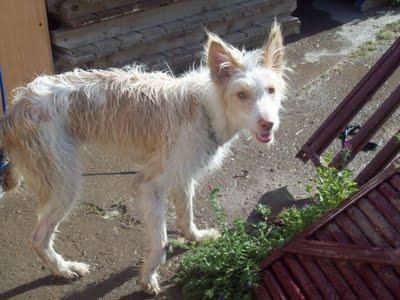 !!URGENTE!! CAMPANILLA NO TIENE MUCHO TIEMPO!!! ESTAN EN LA PERRERA