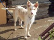 !!urgente!! campanilla tiene mucho tiempo!!! estan perrera