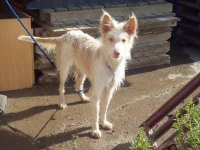 !!URGENTE!! CAMPANILLA NO TIENE MUCHO TIEMPO!!! ESTAN EN LA PERRERA