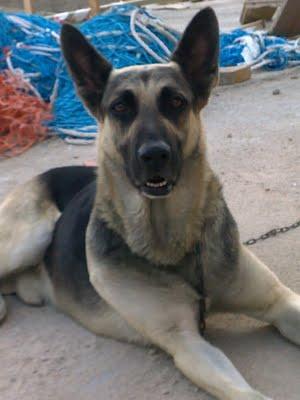 .KIRO Y LINDA, TODA UNA VIDA GUARDANDO UNA OBRA Y AHORA A LA PERRERA. (MADRID)