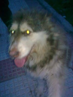 .KIRO Y LINDA, TODA UNA VIDA GUARDANDO UNA OBRA Y AHORA A LA PERRERA. (MADRID)