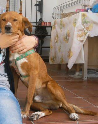 SOS PERRO ENCONTRADO QUE QUIEREN LLEVAR A LA PERRERA CADIZ!!!