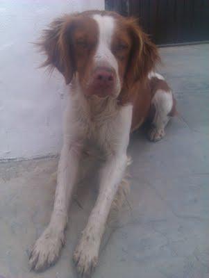 BRETON ABANDONADO EN ZONA DE CAZADORES. (CADIZ)