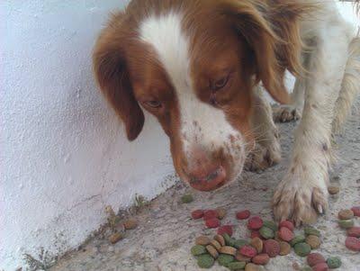 BRETON ABANDONADO EN ZONA DE CAZADORES. (CADIZ)