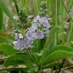 veronica, planta fotos