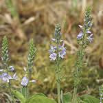 veronica, planta fotos