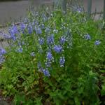 veronica, planta fotos