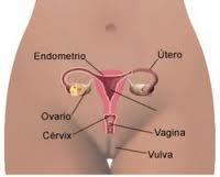 Los tratamientos probióticos evitan la recurrencia de las infecciones vaginales