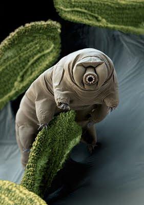 Tardígrado, el animal más resistente del mundo, rumbo al espacio