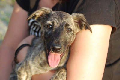 RESCATADOS!! la galga y sus pequeños a salvo, ACOGIDAS, ADOPCIONES