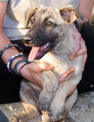 RESCATADOS!! la galga y sus pequeños a salvo, ACOGIDAS, ADOPCIONES