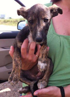 RESCATADOS!! la galga y sus pequeños a salvo, ACOGIDAS, ADOPCIONES