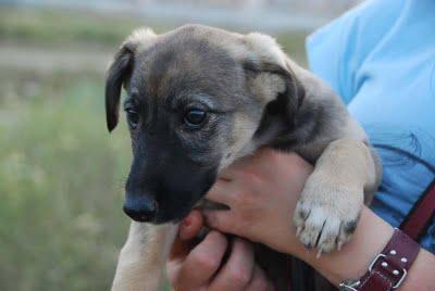 RESCATADOS!! la galga y sus pequeños a salvo, ACOGIDAS, ADOPCIONES