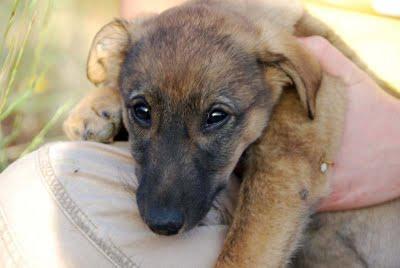 RESCATADOS!! la galga y sus pequeños a salvo, ACOGIDAS, ADOPCIONES