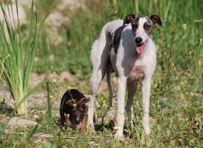 RESCATADOS!! la galga y sus pequeños a salvo, ACOGIDAS, ADOPCIONES