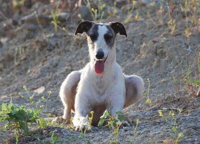 RESCATADOS!! la galga y sus pequeños a salvo, ACOGIDAS, ADOPCIONES