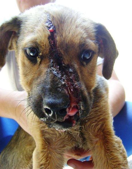 Milo,cachorro con la cara destrozada por un machetazo Milo,cachorro con la cara destrozada por un machetazo