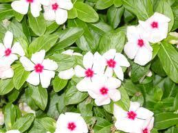 La Vinca en el Jardín