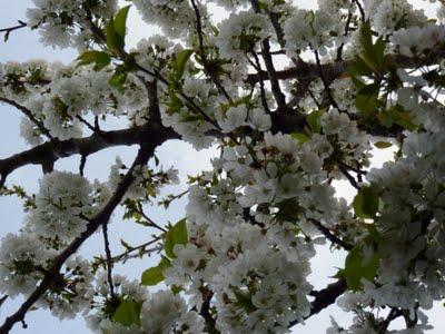 El Cerezo en flor
