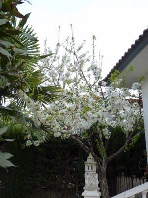 El Cerezo en flor