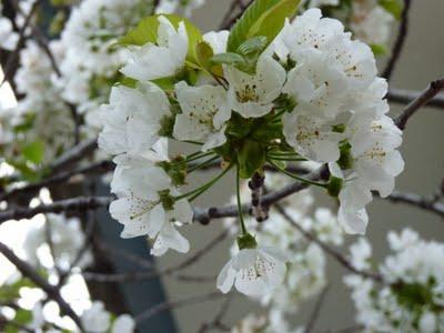 El Cerezo en flor