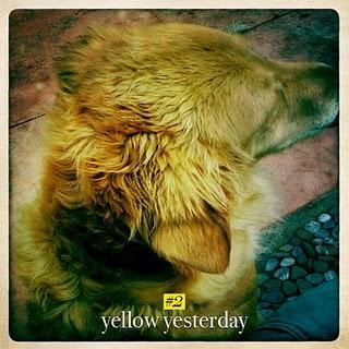 YELLOW YESTERDAY / #2