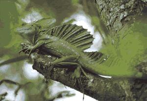 Costa Rica, un paraíso real.