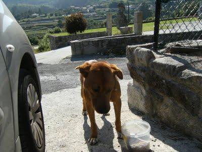 LLAMAMIENTO URGENTE DE MOURA (GALICIA) PERRO EN LA CALLE MALTRATADO Y DEGOLLADO.