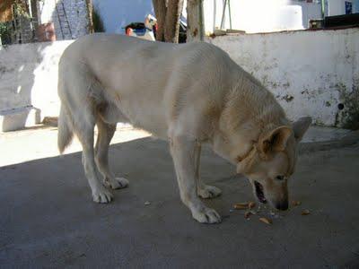 PERDIDO EN CÓRDOBA!!!!  necesito ayuda para encontrar a mi perro.