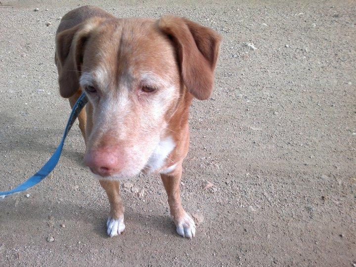 Breton en Sevilla, hay que operarlo necesita ayuda