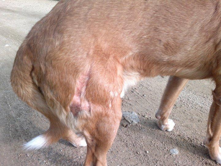 Breton en Sevilla, hay que operarlo necesita ayuda