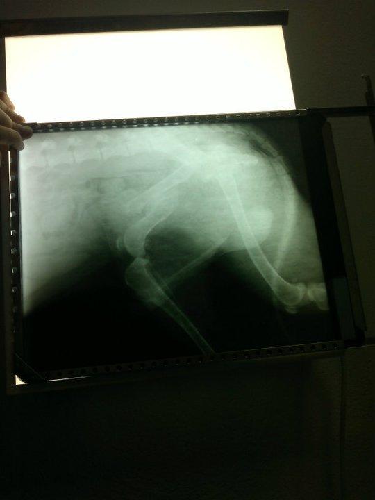 Breton en Sevilla, hay que operarlo necesita ayuda