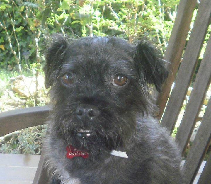 Novedades de pupitas