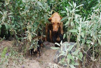 Sacó adelante a su camada con las patas rotas!!!!!!!!!!!!!