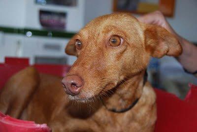 Sacó adelante a su camada con las patas rotas!!!!!!!!!!!!!