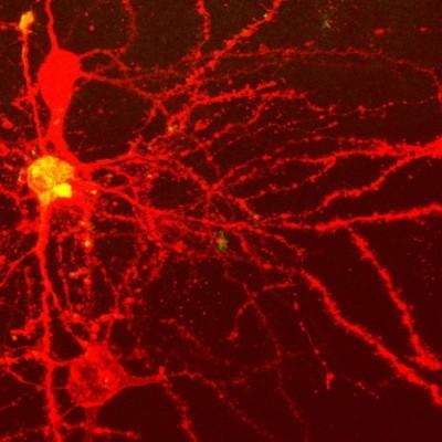 Cinco paradigmas biológicos y sus aplicaciones en Internet