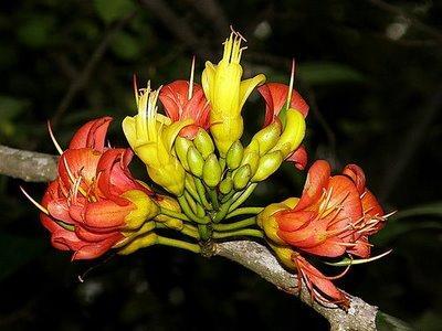 Enredadera Cepillo - Combretum fruticosum Enredadera Cepillo - Combretum fruticosum