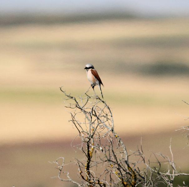 POR LOS CAMPOS DE PITILLAS-NAVARRA
