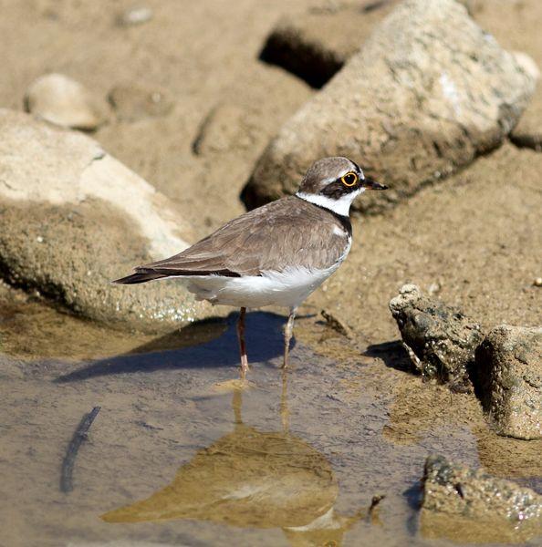 POR LOS CAMPOS DE PITILLAS-NAVARRA