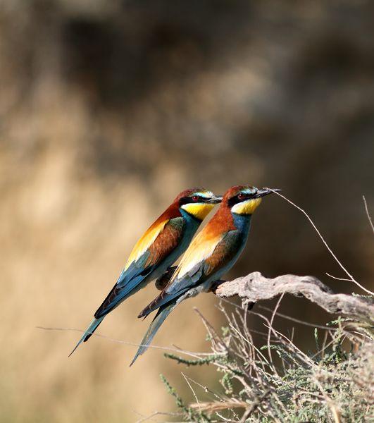 POR LOS CAMPOS DE PITILLAS-NAVARRA