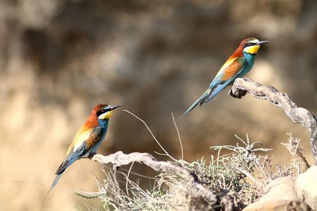 POR LOS CAMPOS DE PITILLAS-NAVARRA
