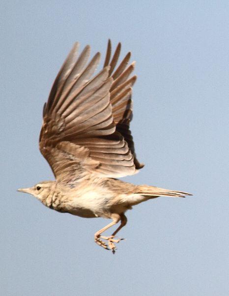 POR LOS CAMPOS DE PITILLAS-NAVARRA